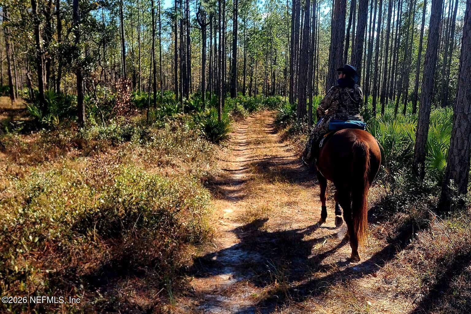 3760 Old Jennings Road, Unit B Middleburg, FL 32068 - Photo 16 of 16 Jennings-State-Forest-horses