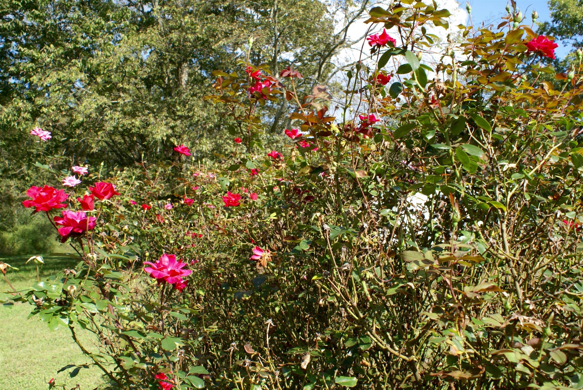 11425 Bell Buckle Road Bell Buckle, TN 37020 - Photo 17 of 19 Rose bushes behind the house...