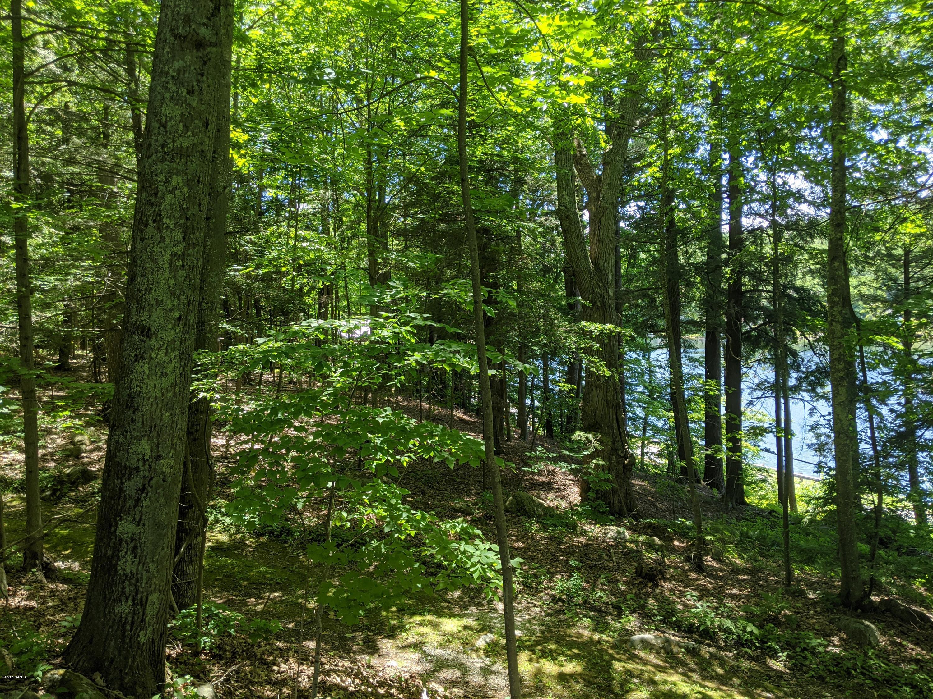 3626 Jacobs Ladder Road Becket, MA 01223 - Photo 50 of 56 a view of a lush green forest