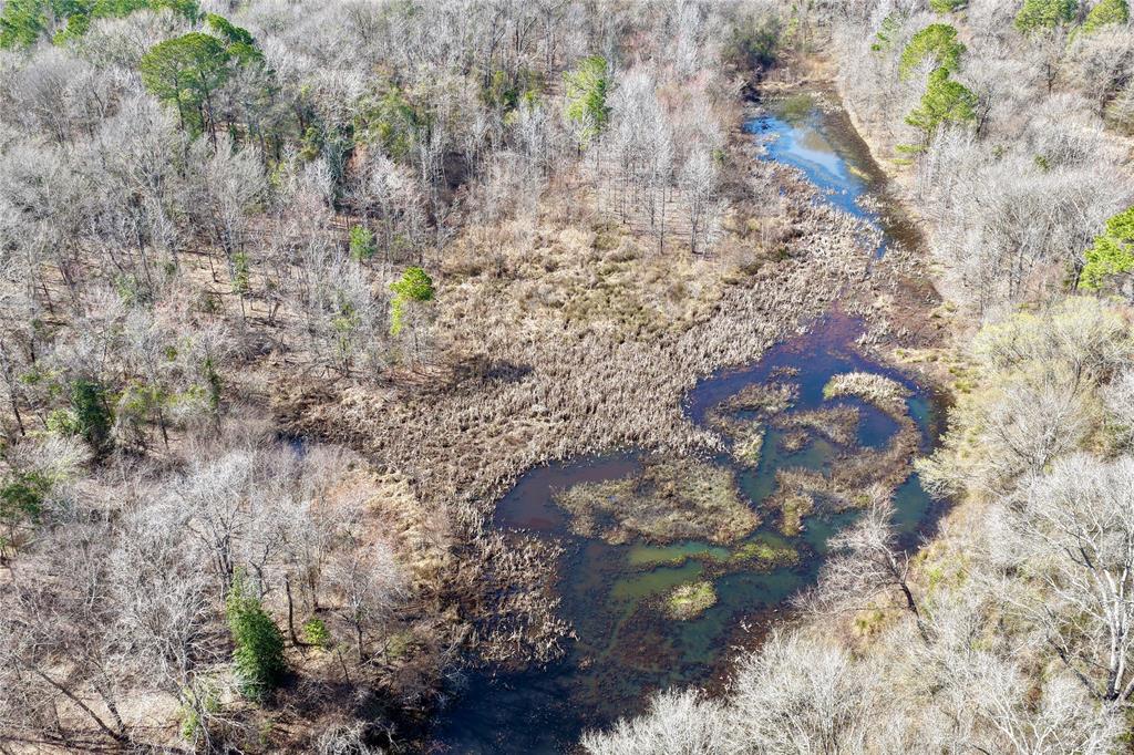 0 State Line Road Texarkana, TX 75501 - Photo 14 of 40 a close up of a tree