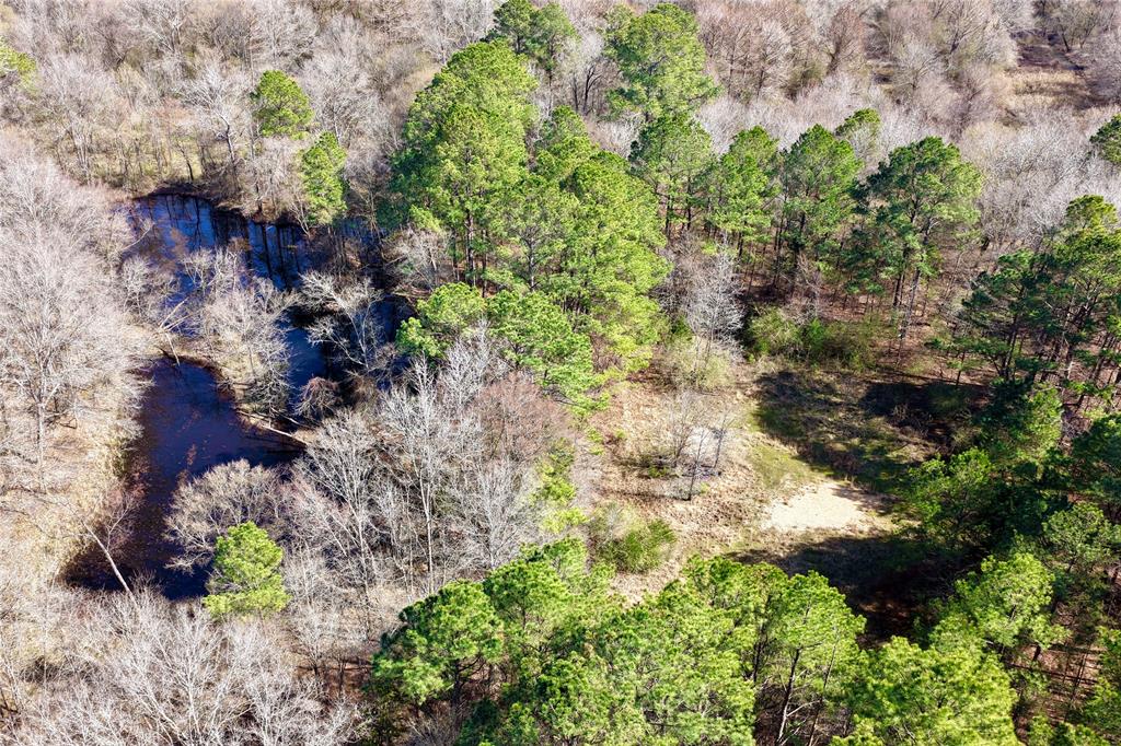 0 State Line Road Texarkana, TX 75501 - Photo 18 of 40 a plant that is in a garden