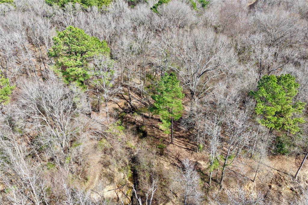 0 State Line Road Texarkana, TX 75501 - Photo 21 of 40 a view of a plants in a garden