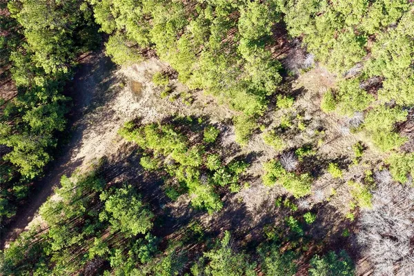 a plant with lots of trees