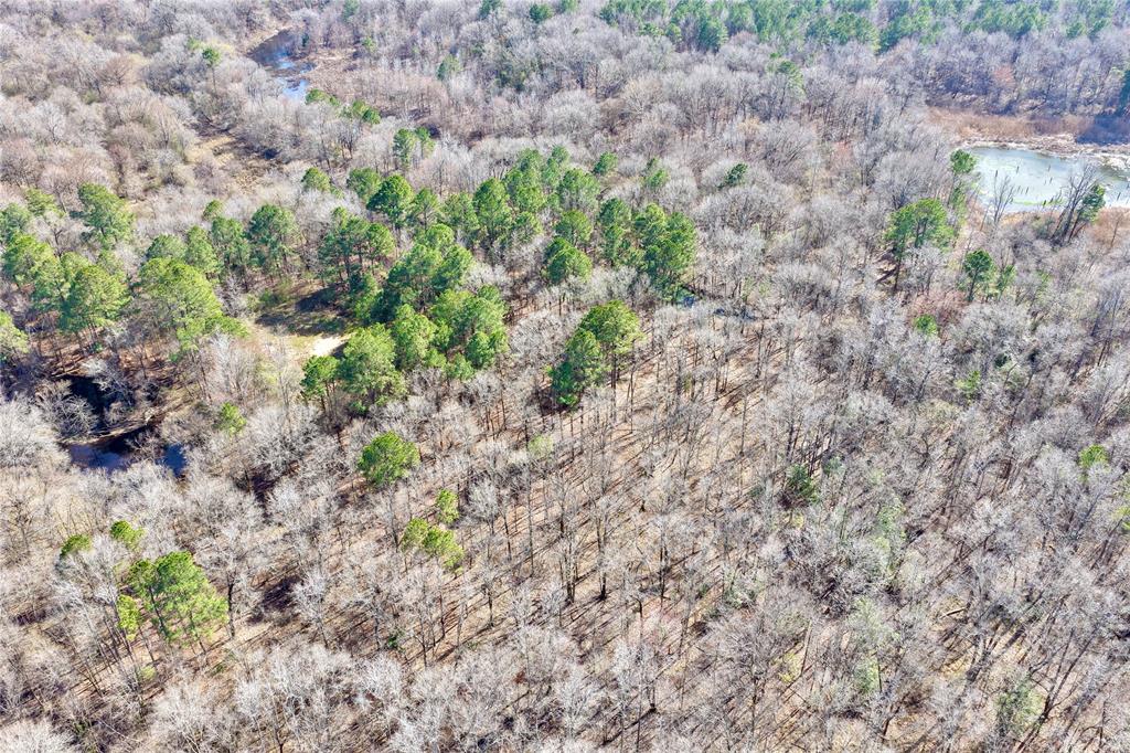 0 State Line Road Texarkana, TX 75501 - Photo 28 of 40 a close up of a plants