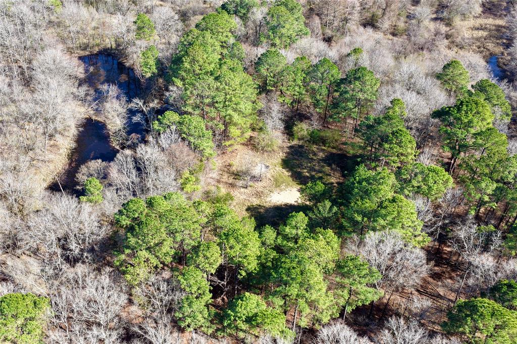 0 State Line Road Texarkana, TX 75501 - Photo 29 of 40 a plant with lots of trees