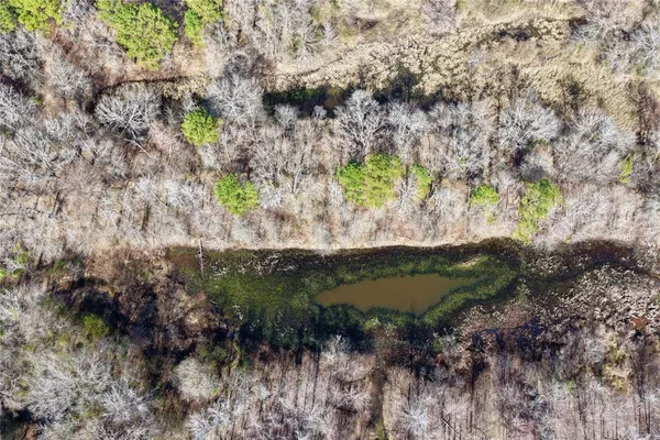 a view of a forest with trees