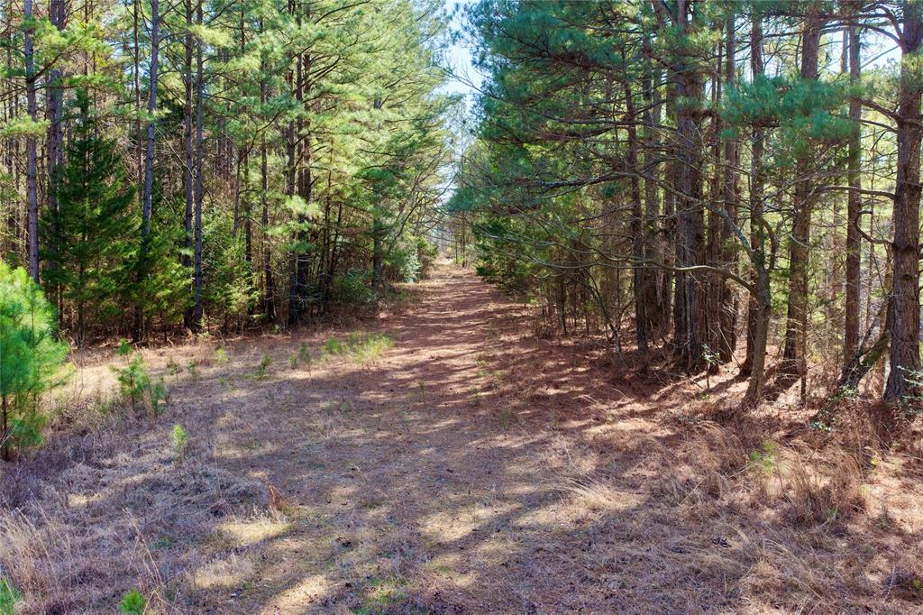 0 State Line Road Texarkana, TX 75501 - Photo 34 of 40 a view of a forest with trees