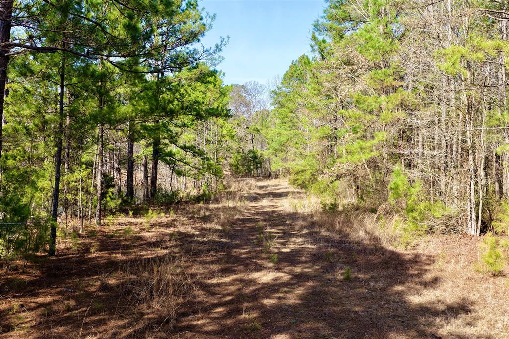 0 State Line Road Texarkana, TX 75501 - Photo 37 of 40 a view of a yard with plants and trees