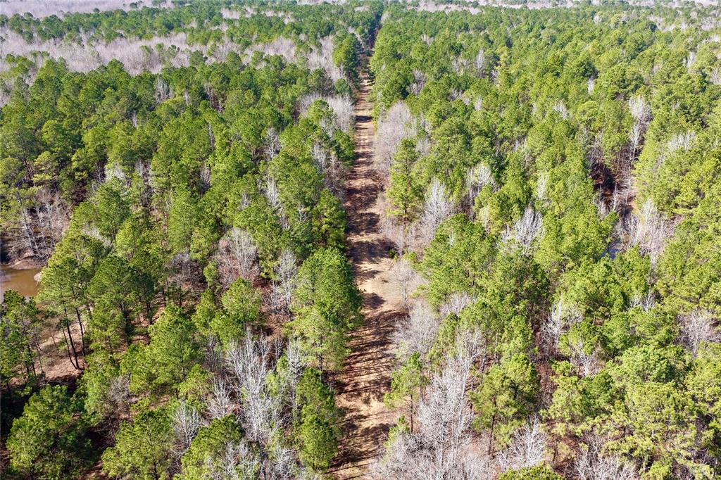 0 State Line Road Texarkana, TX 75501 - Photo 7 of 40 a close up of a plant
