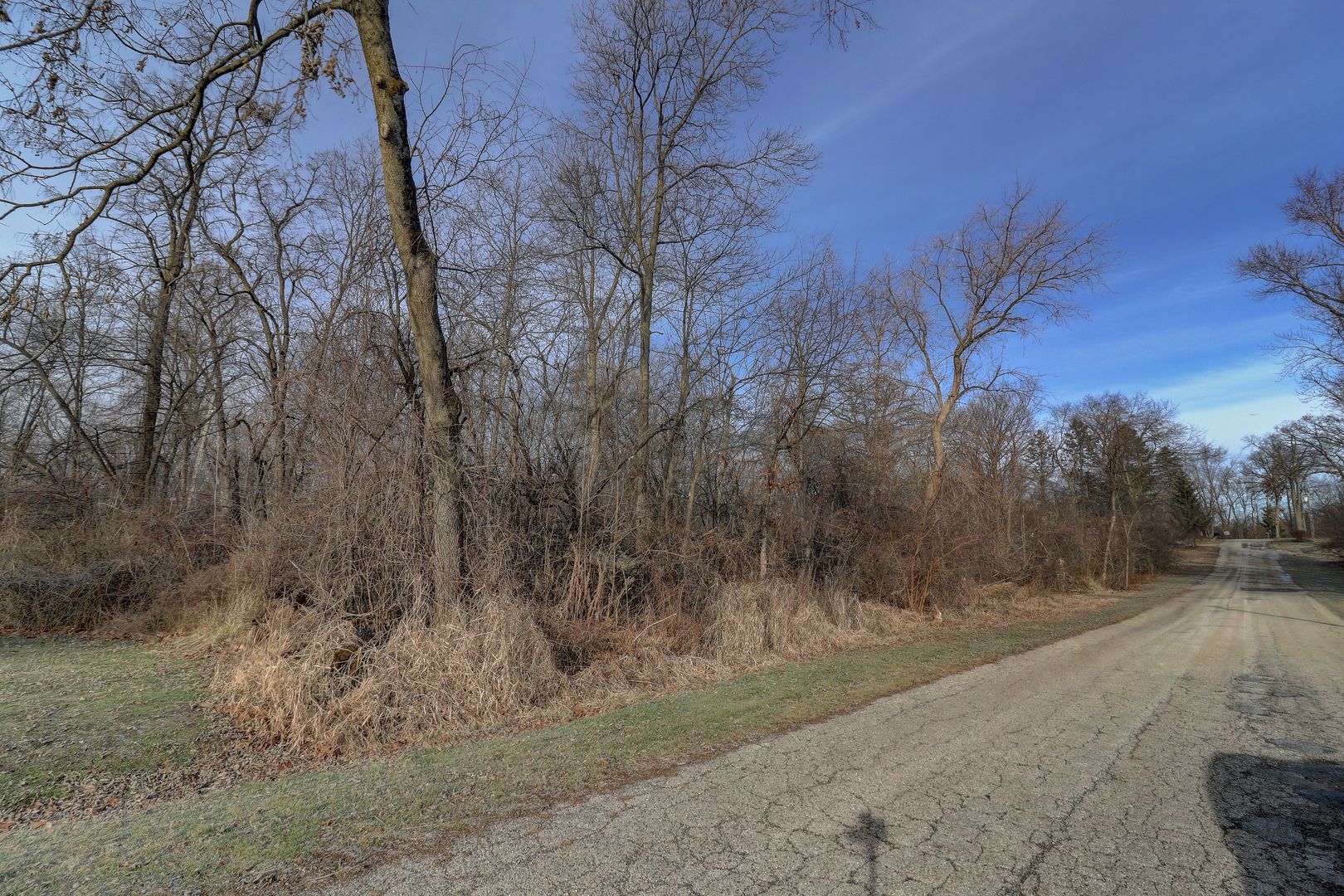 a view of a dry yard with trees
