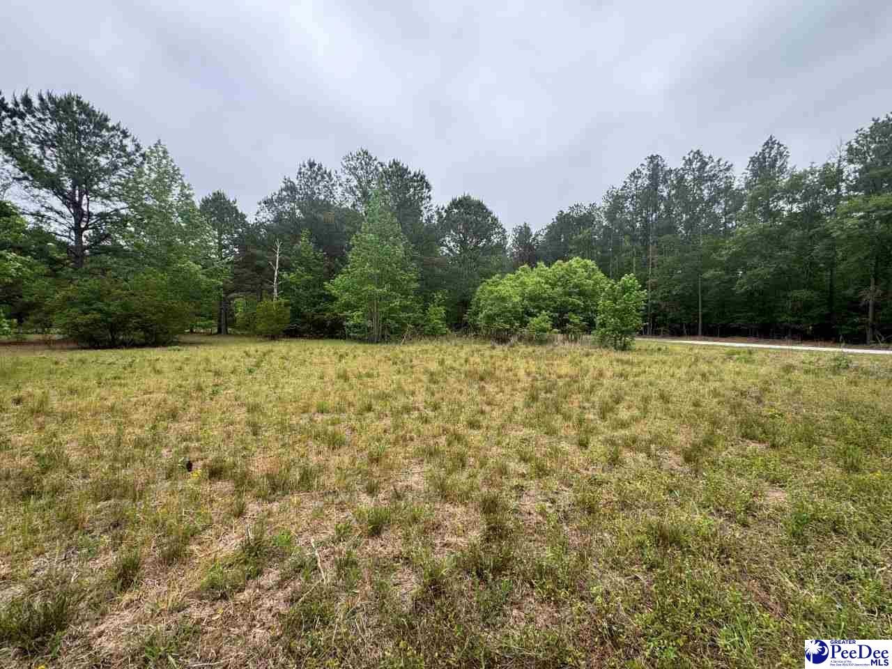 Daniel Chapel Road McColl, SC 29570 - Photo 14 of 42 Gallery Image 14