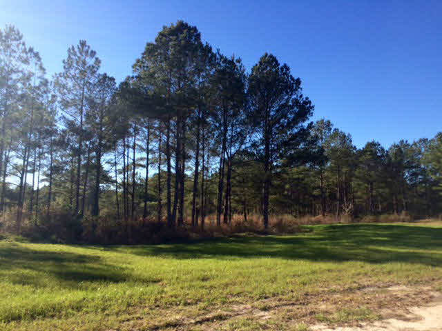 20932 Earl Phillips Road Little River, AL 36550 - Photo 9 of 17