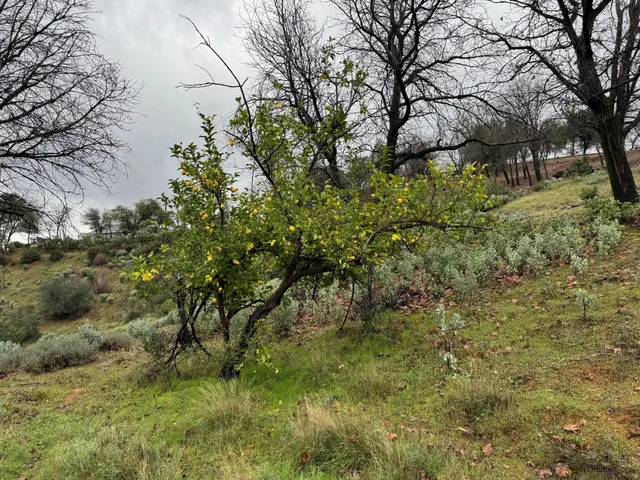 a view of a yard with large trees