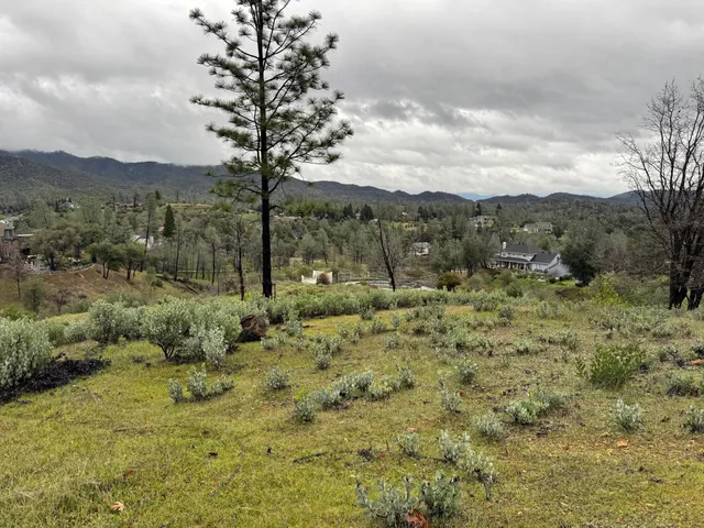 a view of a forest with trees in the background
