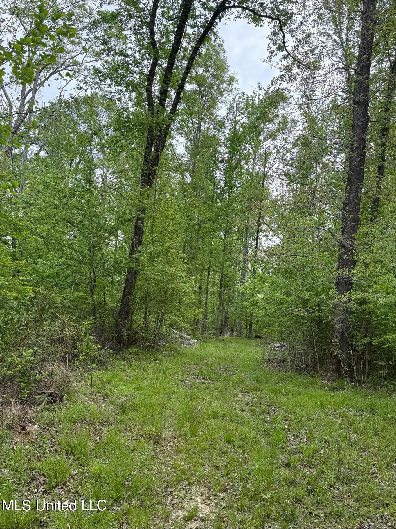 Eden Midway Road Yazoo City, MS 39194 - Photo 11 of 48 tempImageXL4EWT