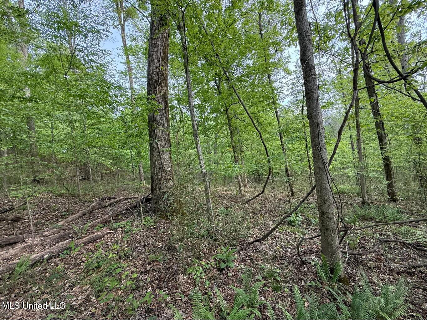 Eden Midway Road Yazoo City, MS 39194 - Photo 14 of 48 tempImageMF2o3p