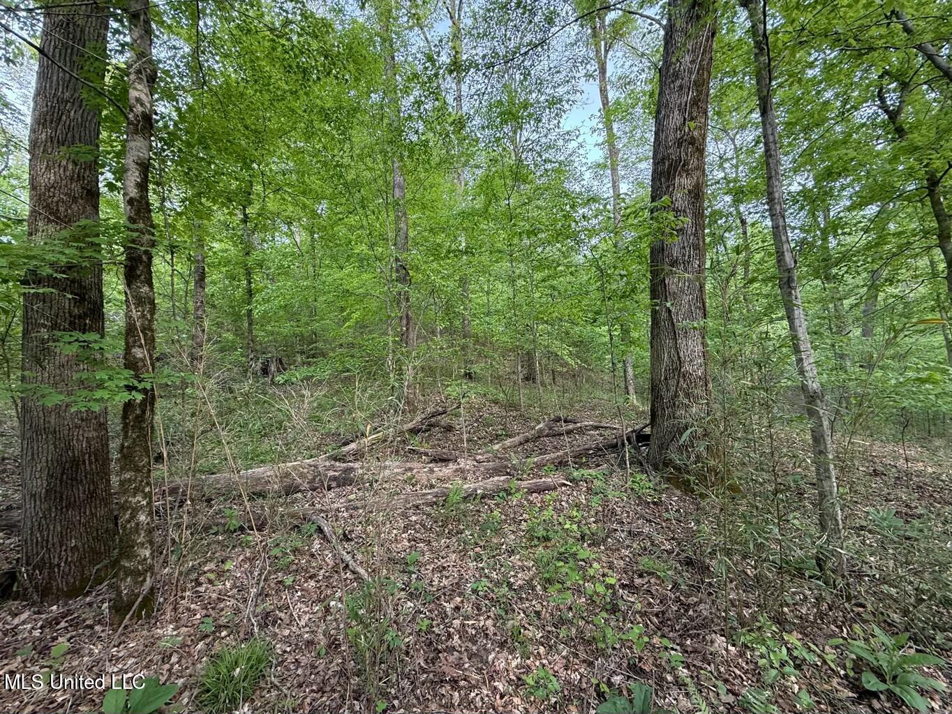 Eden Midway Road Yazoo City, MS 39194 - Photo 15 of 48 tempImageEc39wv