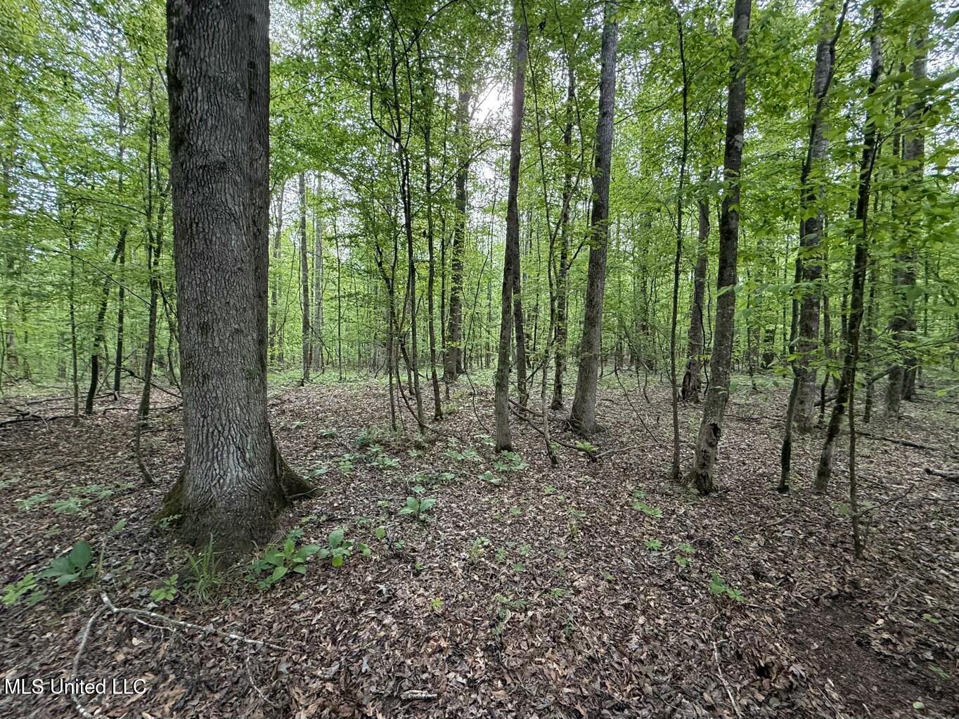 Eden Midway Road Yazoo City, MS 39194 - Photo 22 of 48 tempImageSoQQe2