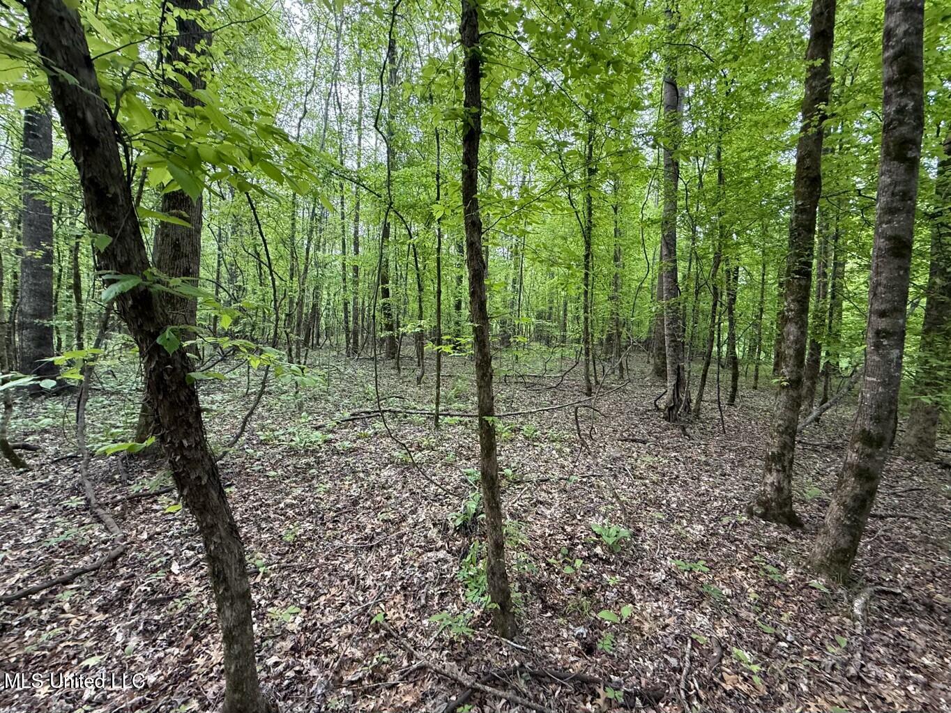 Eden Midway Road Yazoo City, MS 39194 - Photo 23 of 48 tempImage7YqAGo