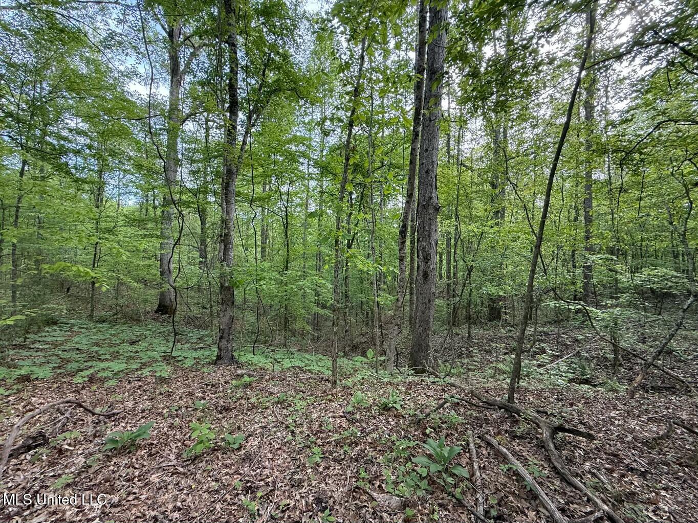 Eden Midway Road Yazoo City, MS 39194 - Photo 27 of 48 tempImageKl3CTc