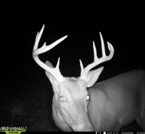 Eden Midway Road Yazoo City, MS 39194 - Photo 33 of 48 tempImageeGXuJS