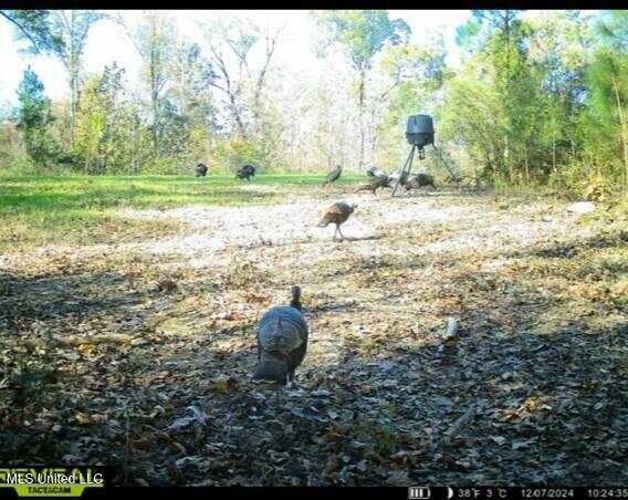 Eden Midway Road Yazoo City, MS 39194 - Photo 37 of 48 tempImage6oK9gS