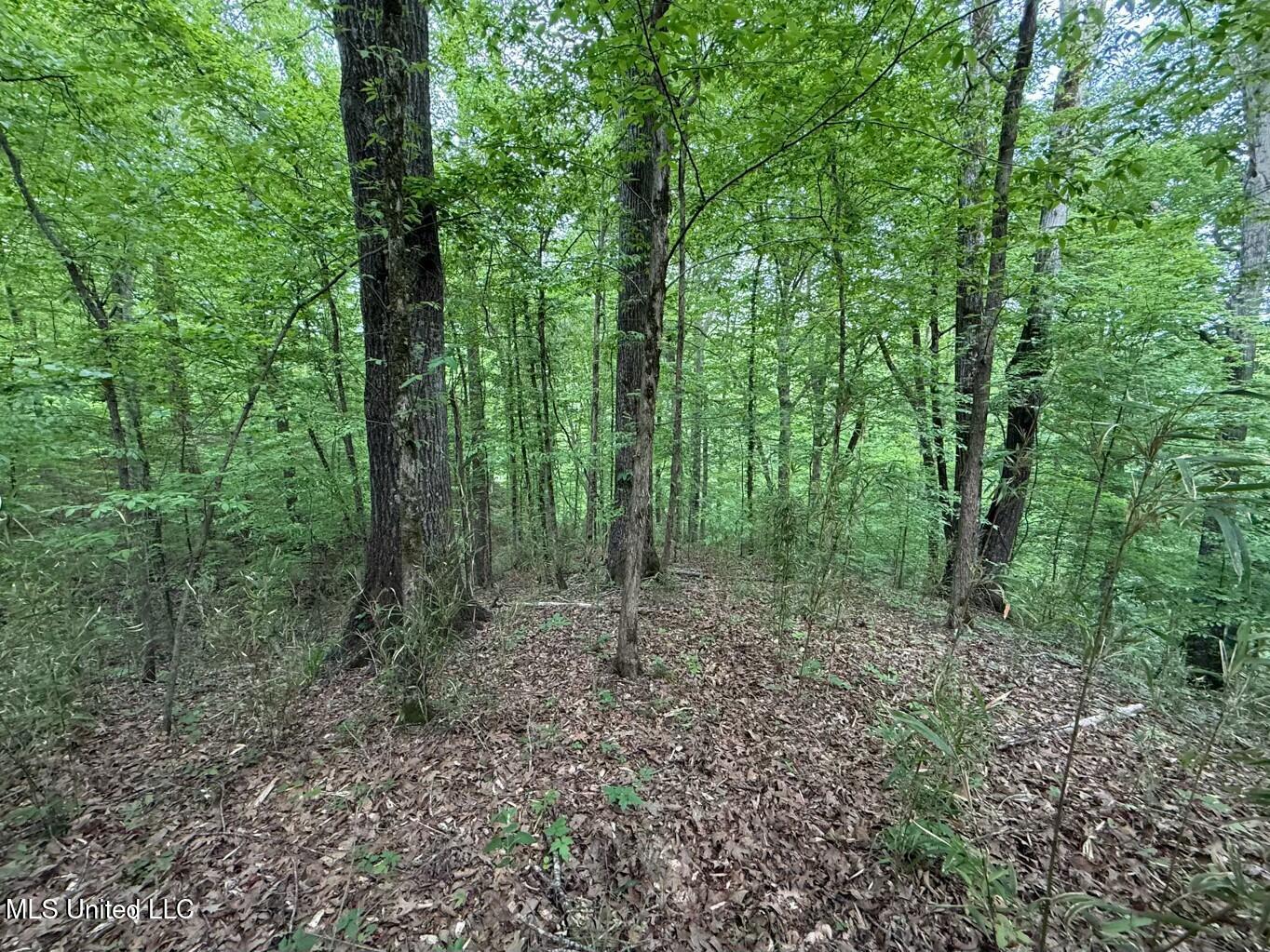 Eden Midway Road Yazoo City, MS 39194 - Photo 4 of 48 tempImageE01vy6