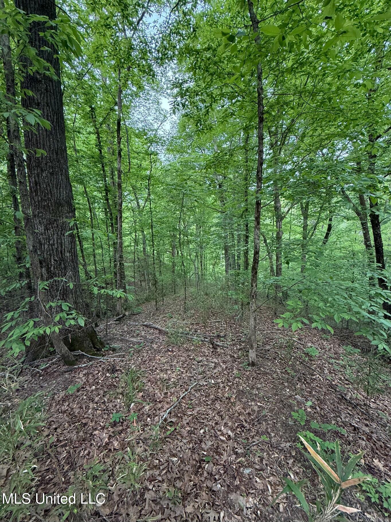 Eden Midway Road Yazoo City, MS 39194 - Photo 5 of 48 tempImagef1ksH9