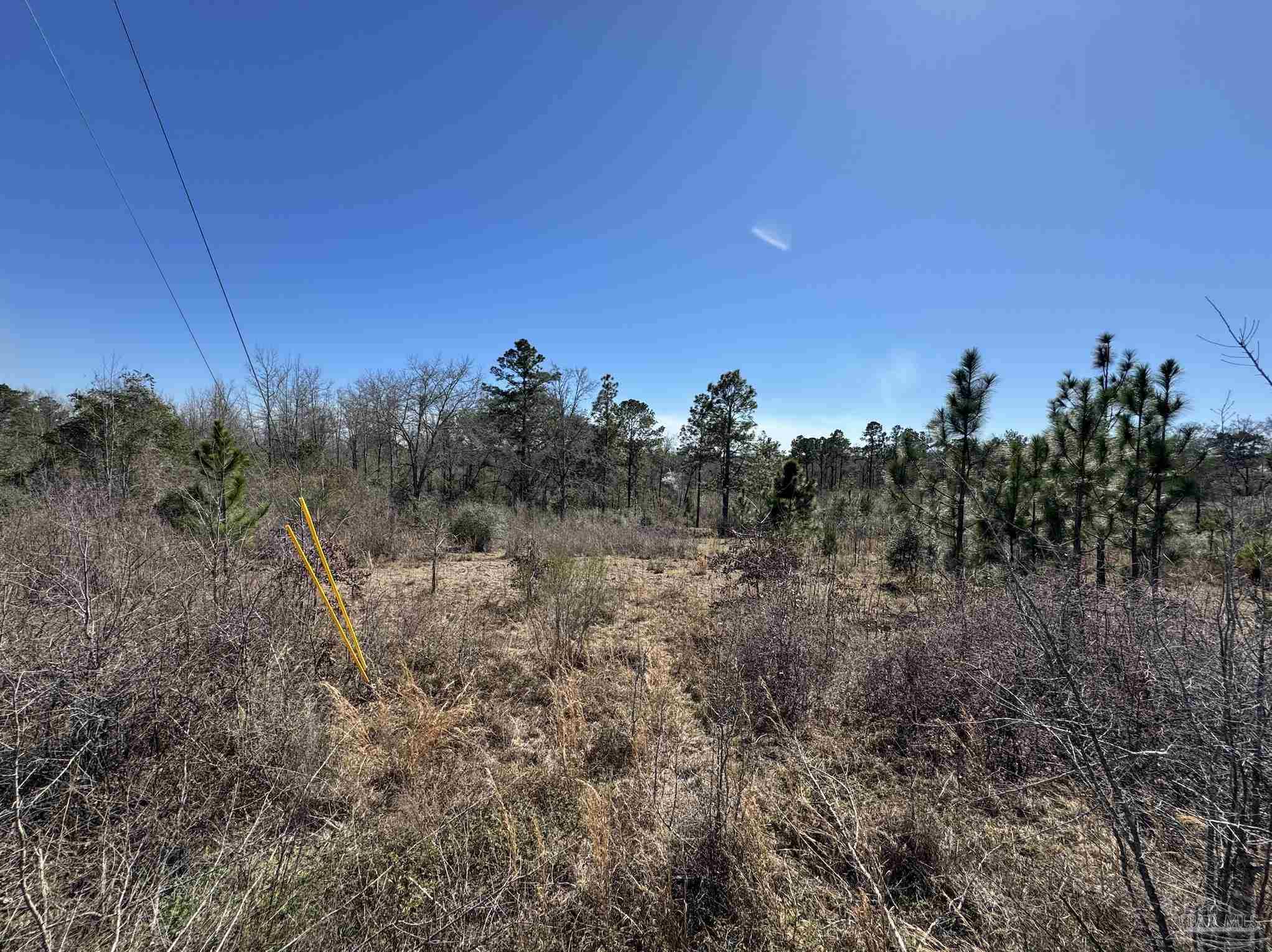 Lot 3 Will Jones Road Jay, FL 32565 - Photo 1 of 2 a view of a bunch of trees in a field