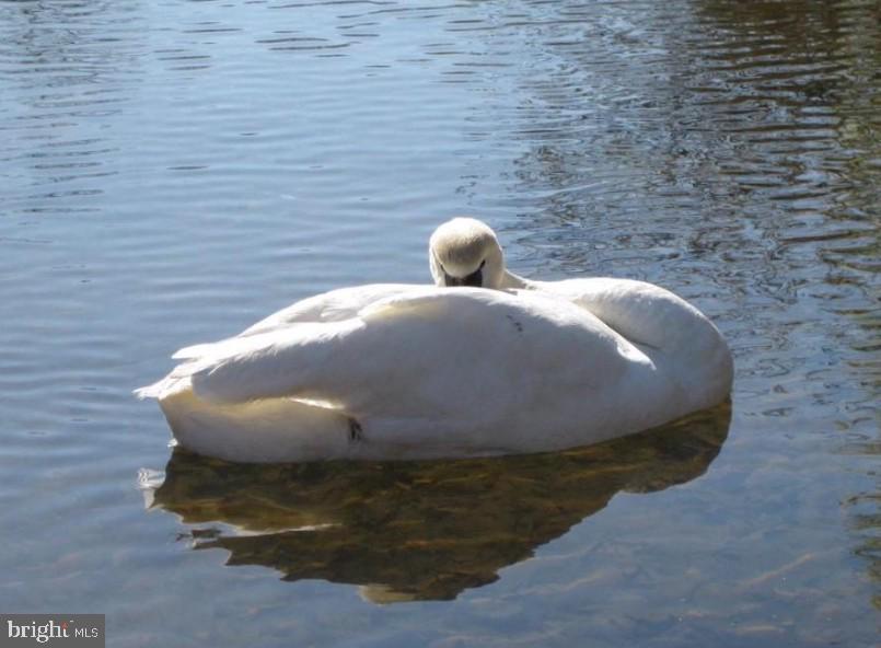 210 Saylers Creek Road Locust Grove, VA 22508 - Photo 46 of 46 It's another beautiful day at the lake!