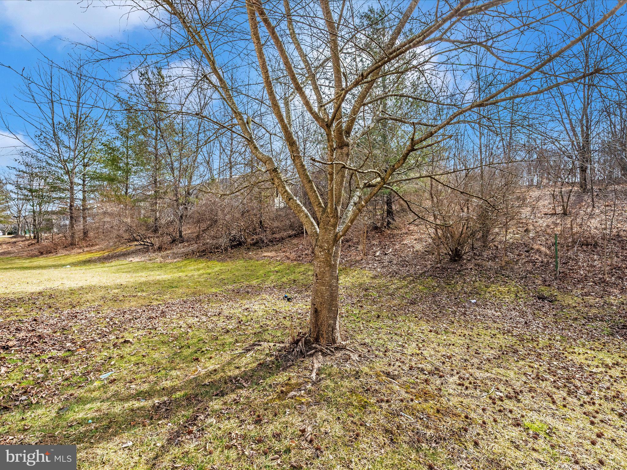10811 Wadsworth Road Woodstock, MD 21163 - Photo 46 of 66 a view of a yard with a tree