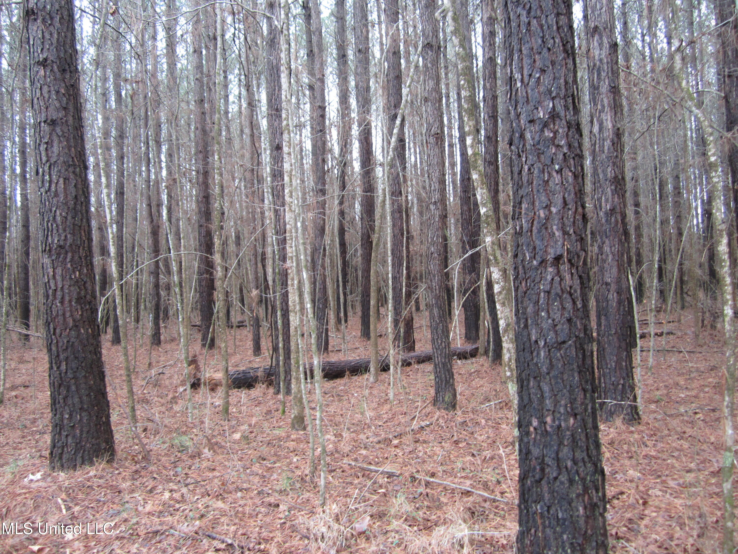 Hunter Creek Road Oakland, MS 38948 - Photo 12 of 20 IMG_7605