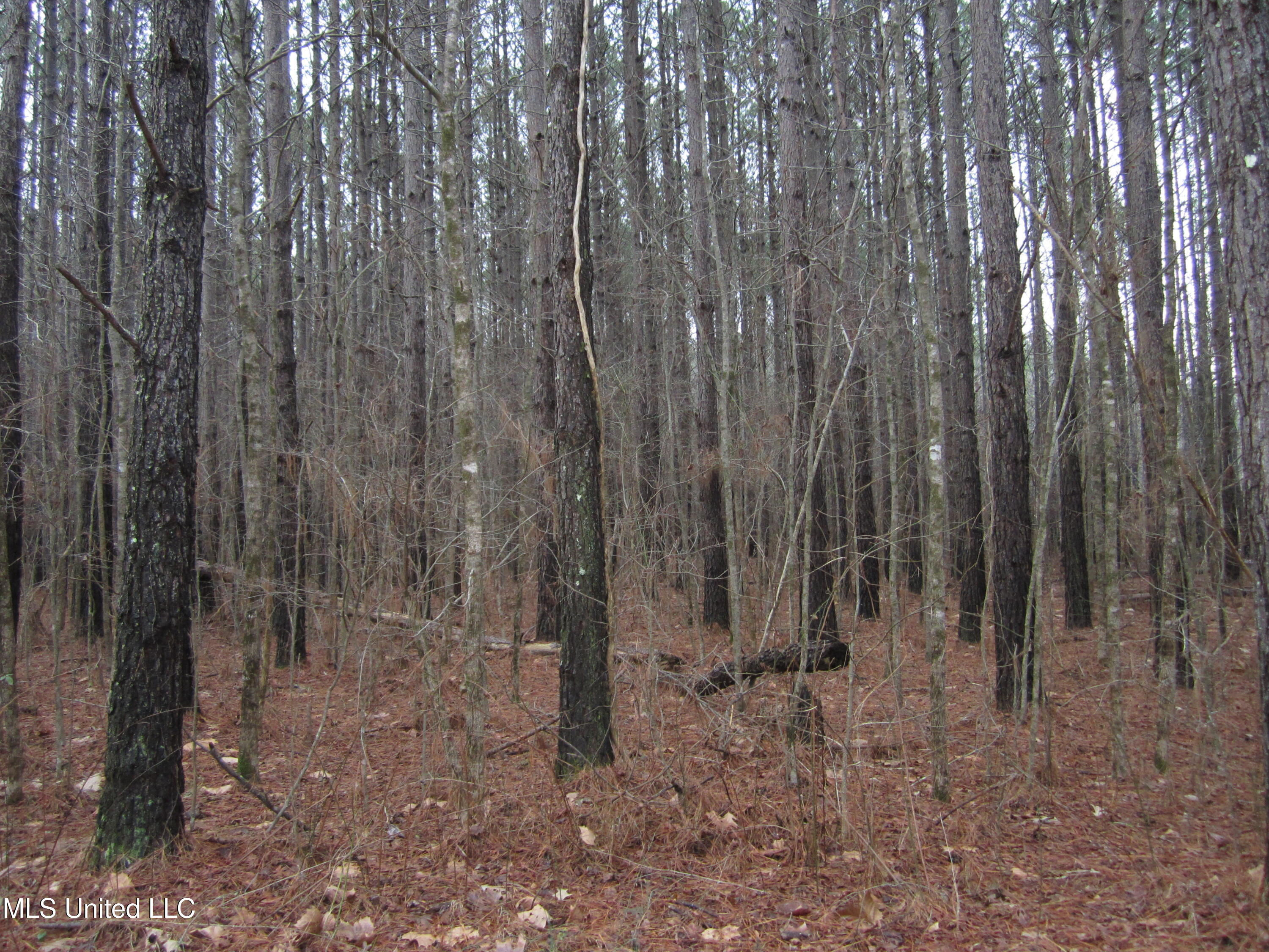 Hunter Creek Road Oakland, MS 38948 - Photo 3 of 20 IMG_7596
