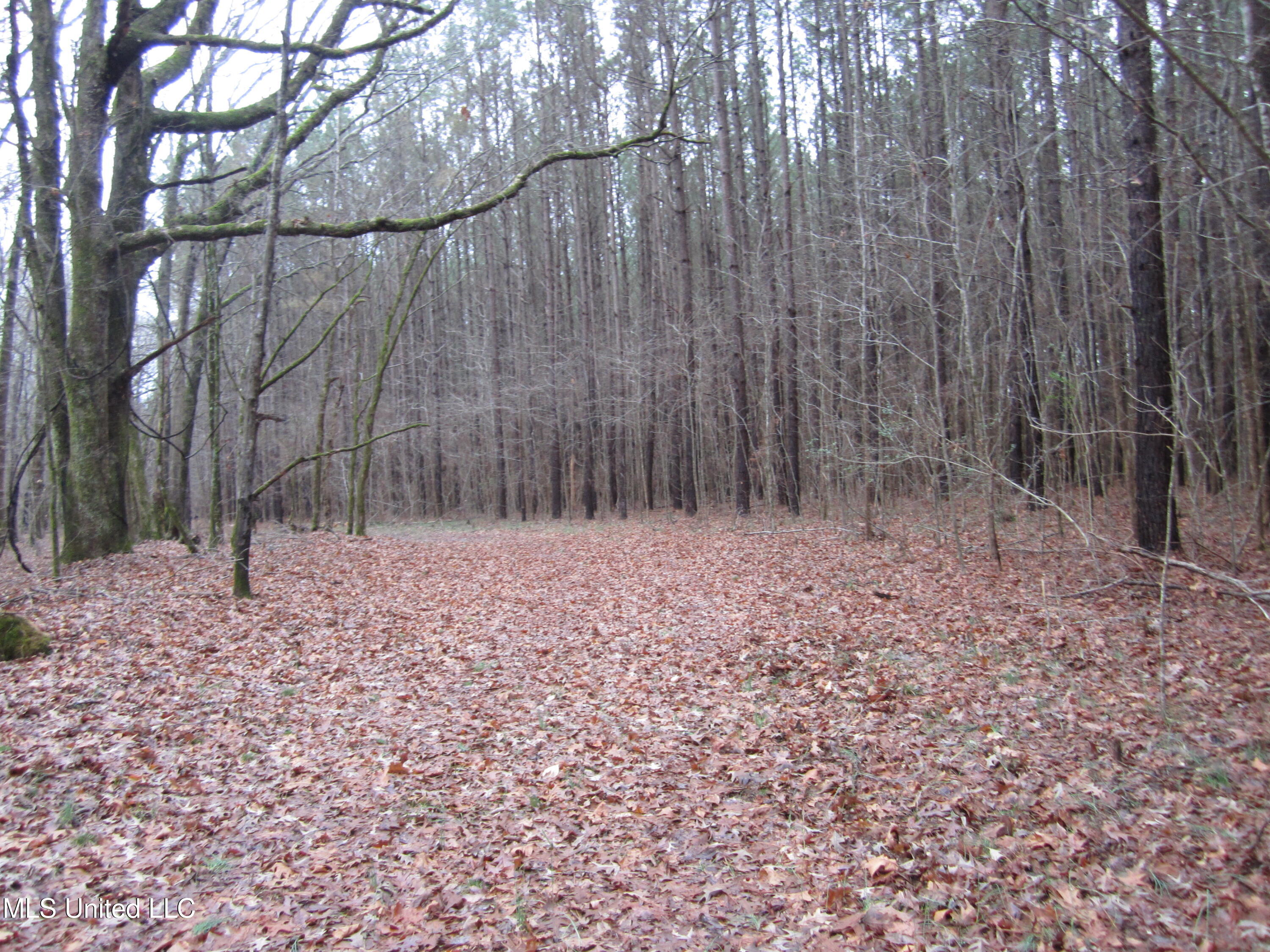 Hunter Creek Road Oakland, MS 38948 - Photo 6 of 20 IMG_7599