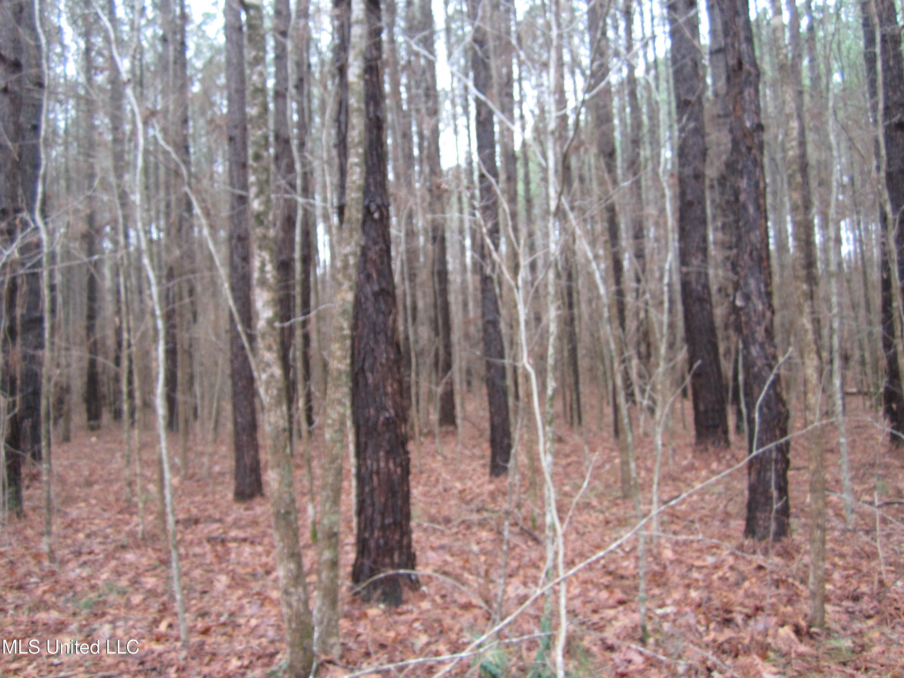 Hunter Creek Road Oakland, MS 38948 - Photo 7 of 20 IMG_7600