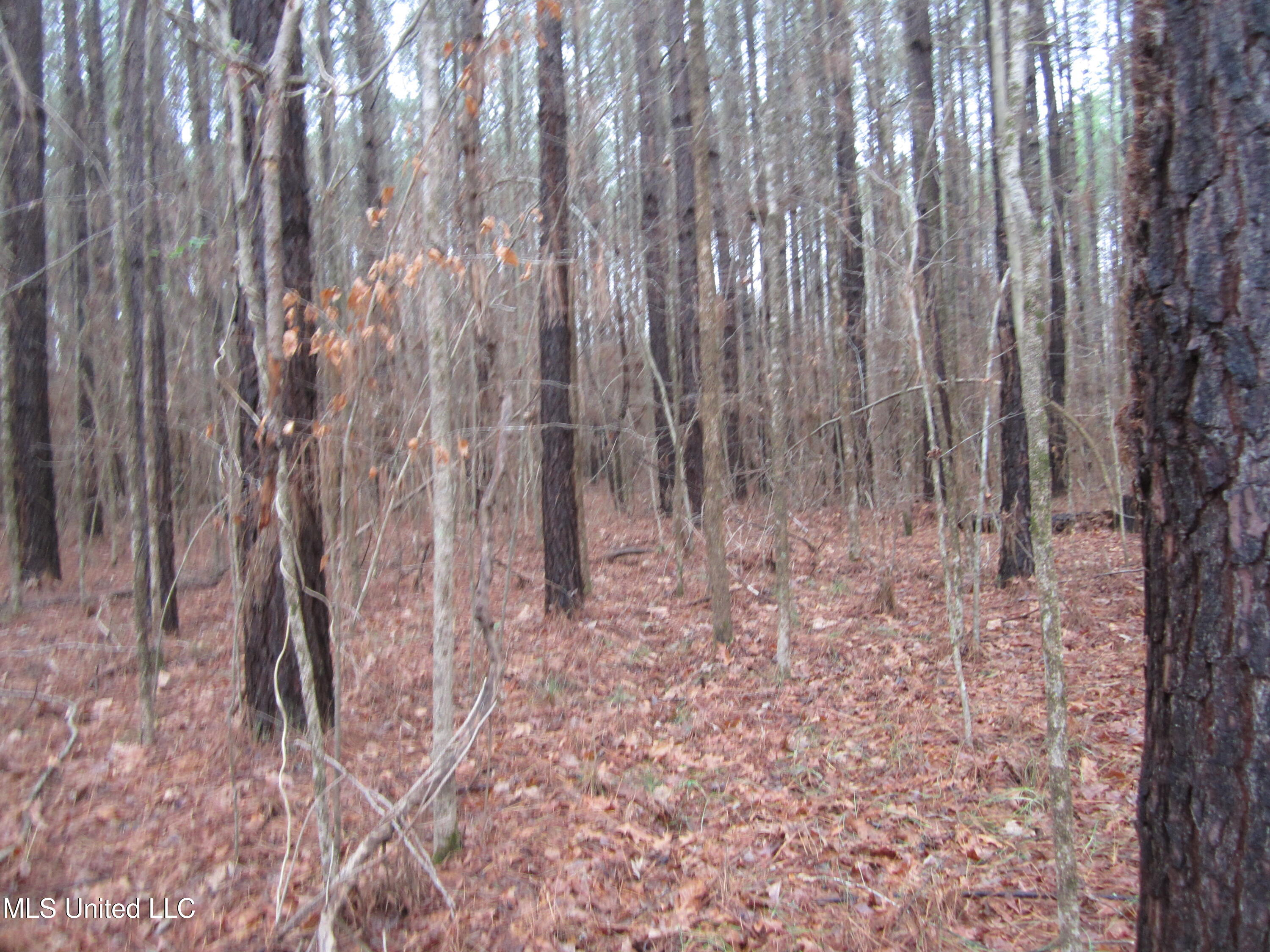 Hunter Creek Road Oakland, MS 38948 - Photo 8 of 20 IMG_7601