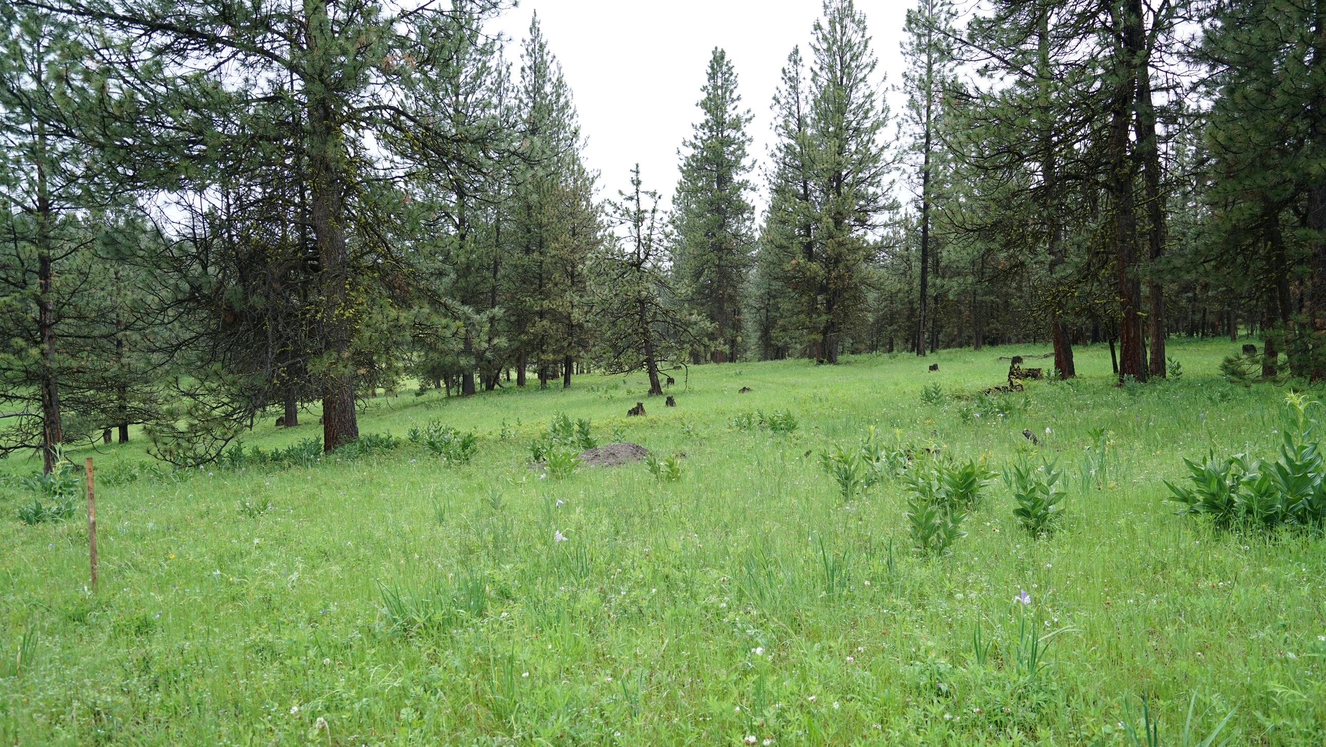 214 Forest Road Bates, OR 97817 - Photo 5 of 34 DSC02315