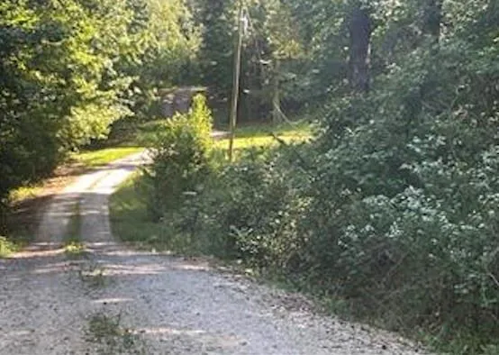 a view of a yard with plants and trees