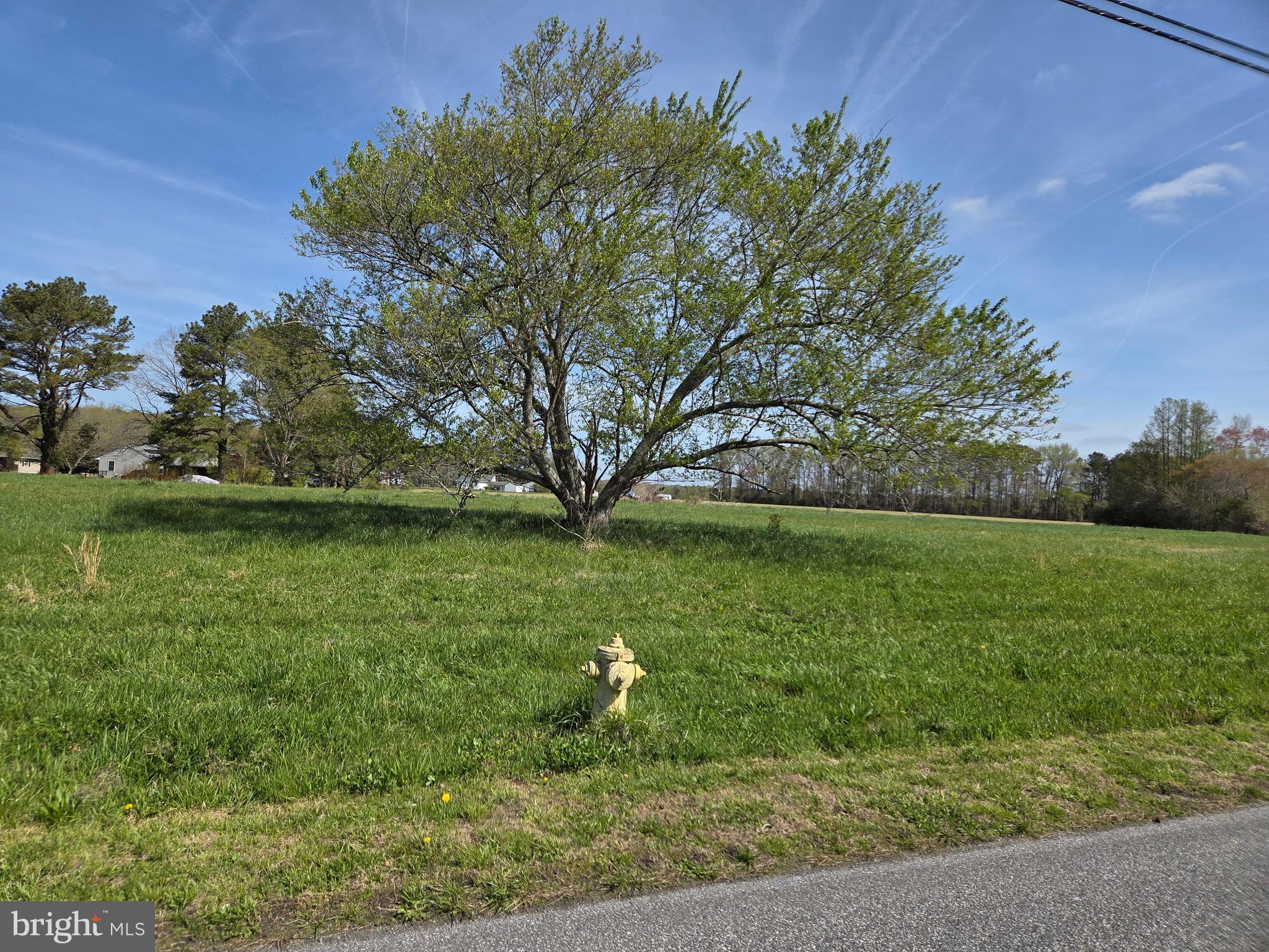 7745 Gumboro Road Pittsville, MD 21850 - Photo 6 of 22 View looking NE from County Rd