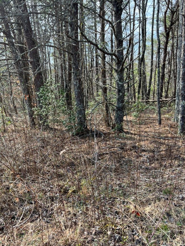 19.24-ac Roy Road Ellijay, GA 30536 - Photo 1 of 21 Main View
