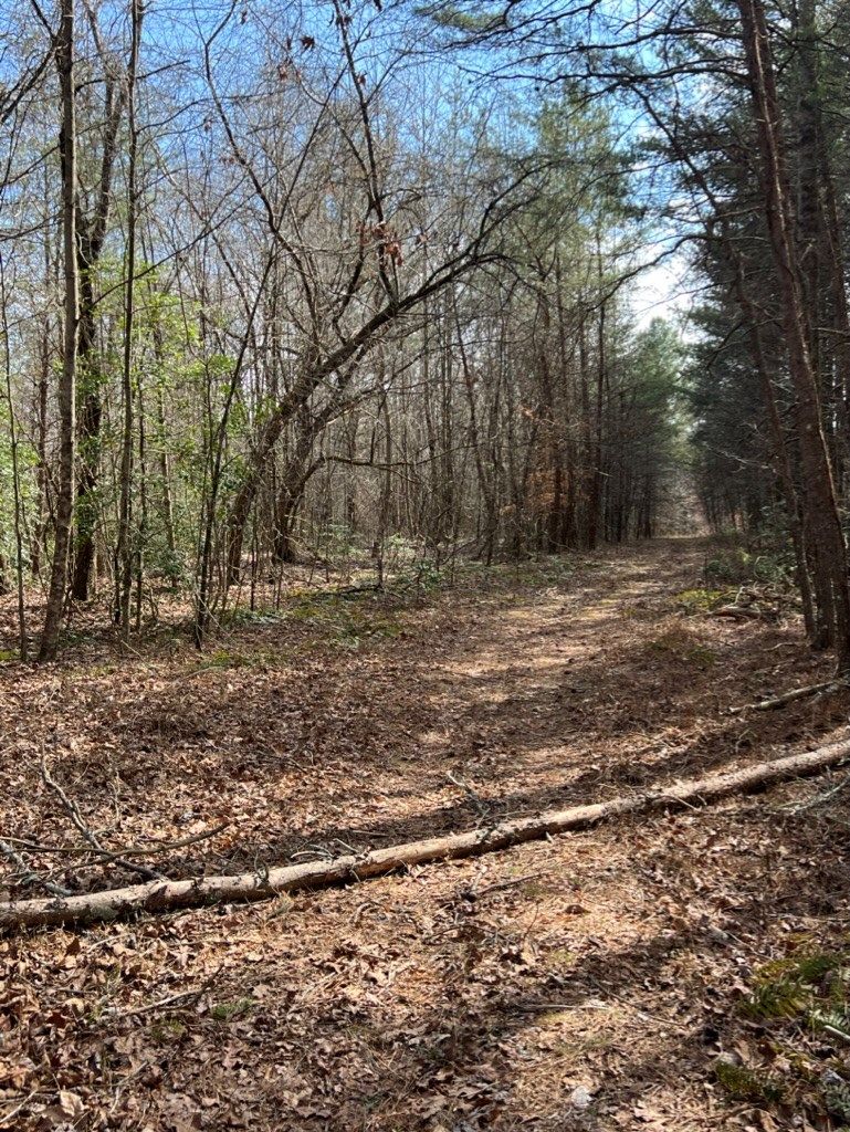 19.24-ac Roy Road Ellijay, GA 30536 - Photo 12 of 21