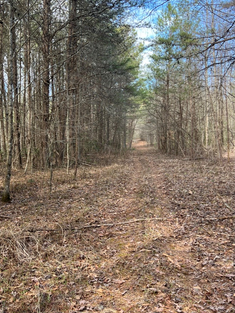 19.24-ac Roy Road Ellijay, GA 30536 - Photo 4 of 21