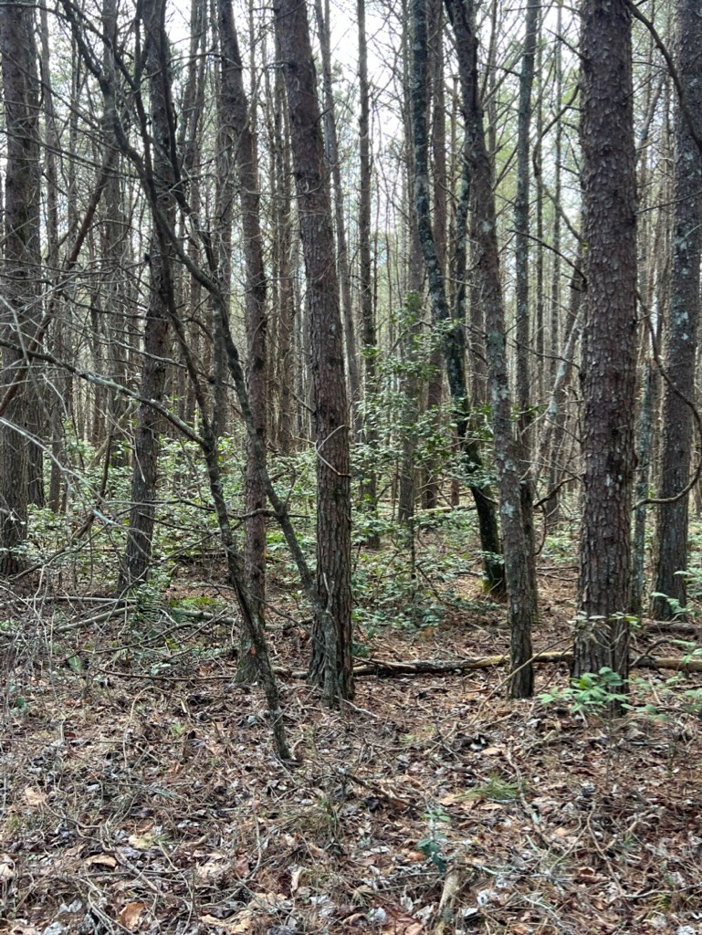 19.24-ac Roy Road Ellijay, GA 30536 - Photo 5 of 21