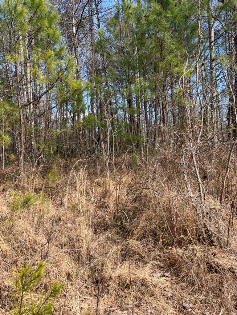 19.24-ac Roy Road Ellijay, GA 30536 - Photo 9 of 21
