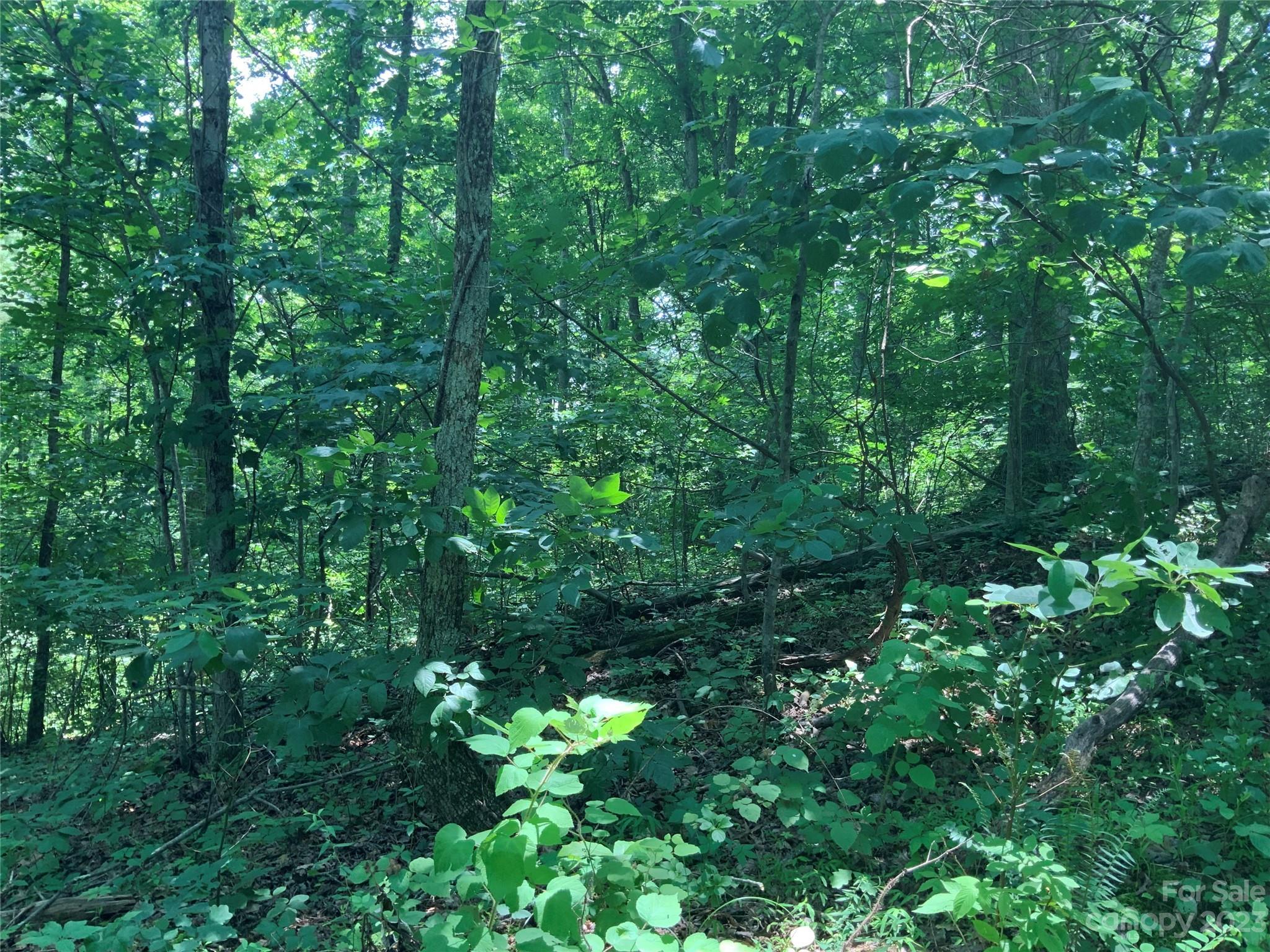 95 Winding Ridge Road, Unit 19 Marshall, NC 28753 - Photo 6 of 10 a view of a lush green forest