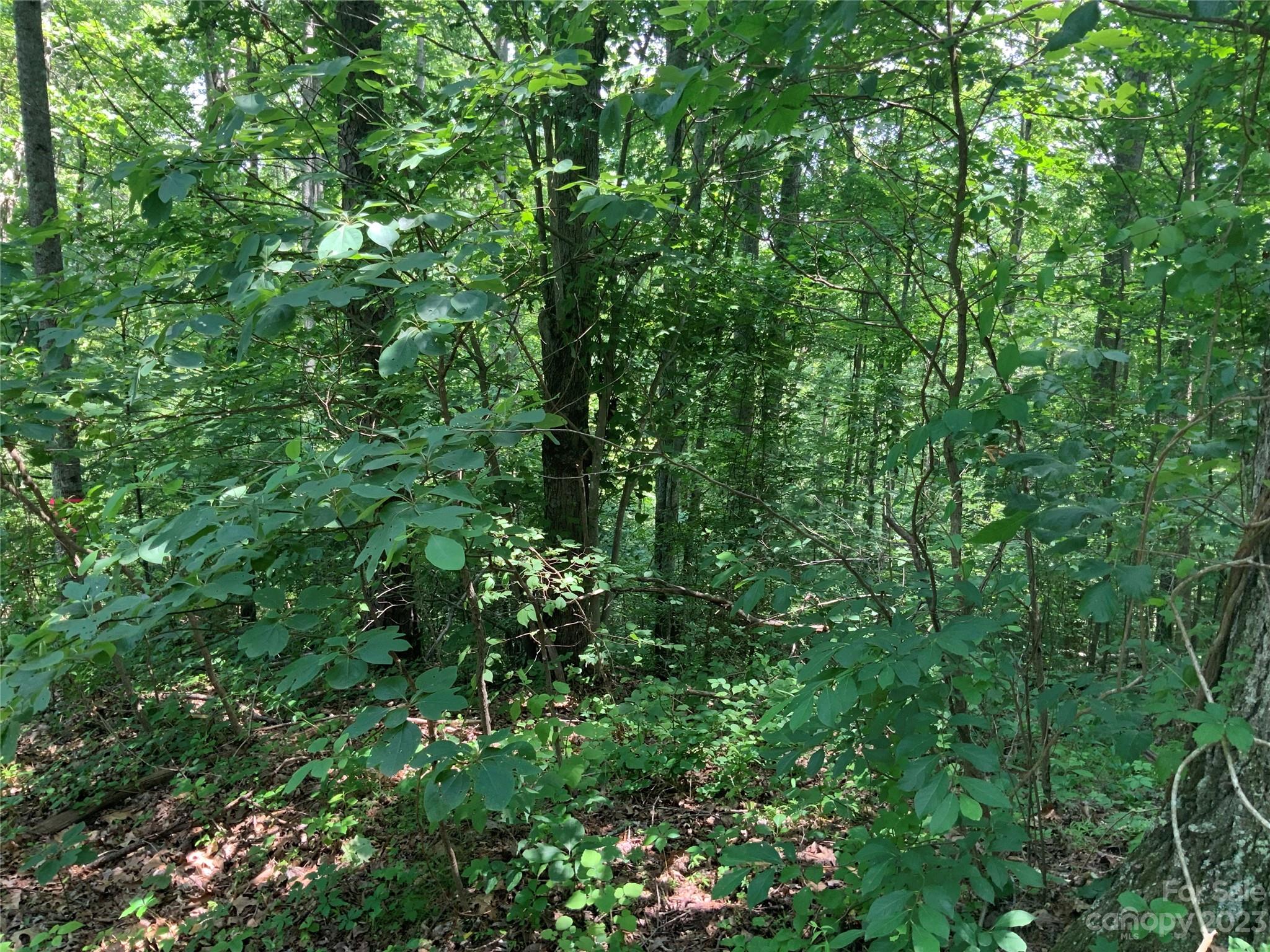 95 Winding Ridge Road, Unit 19 Marshall, NC 28753 - Photo 7 of 10 a view of a lush green forest