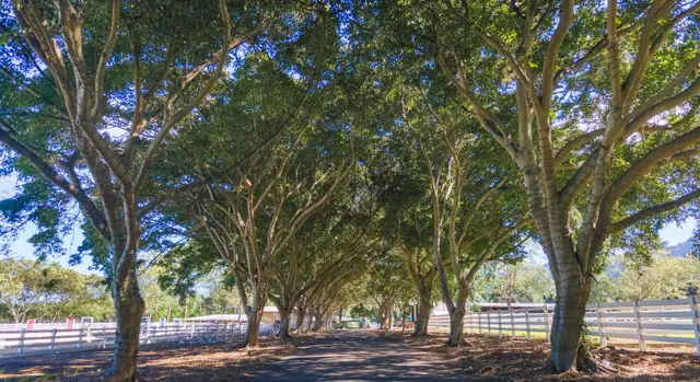 a tree in the middle of a yard