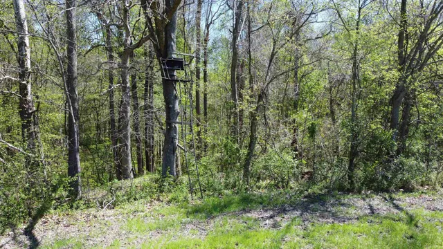 a front view of house with yard and trees in the background
