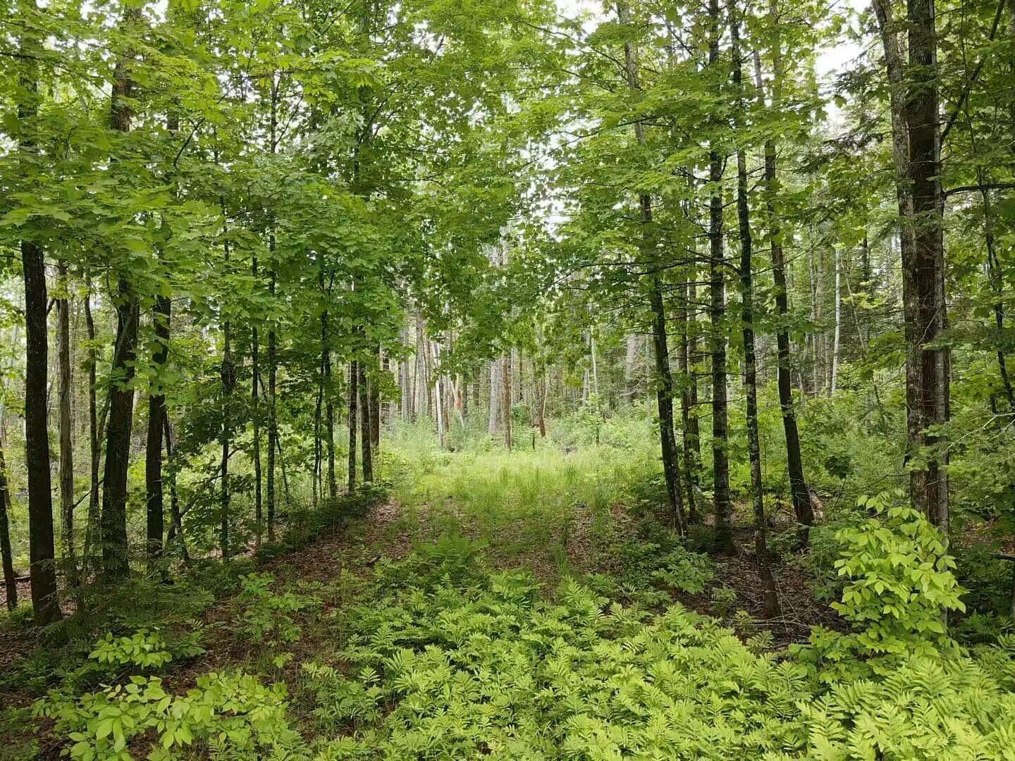 Lot 10 North Road Medford, ME 04463 - Photo 1 of 9 tempImagerwLgxX