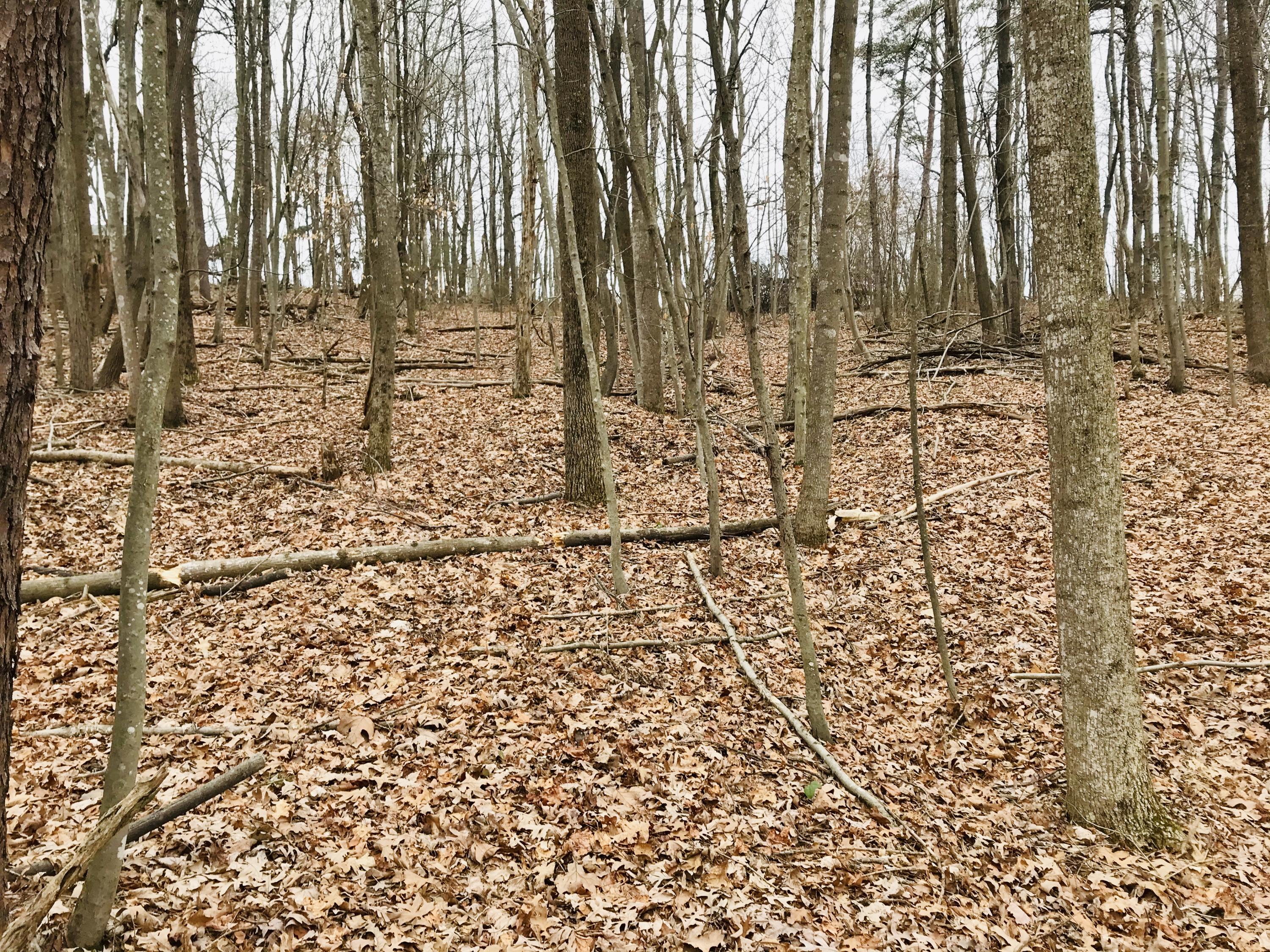 3298 Sago Road Callands, VA 24530 - Photo 11 of 15 a view of a pathway with yard